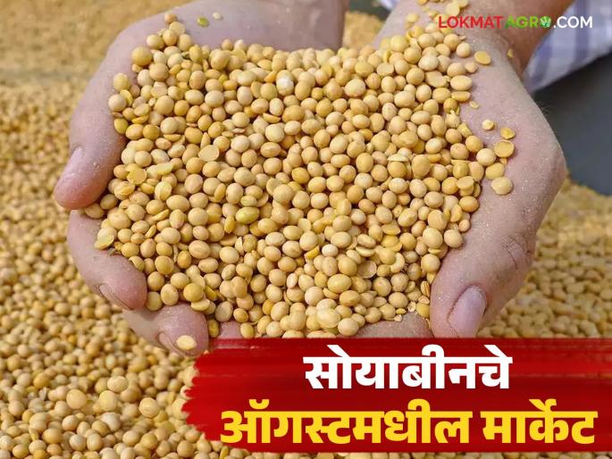 Latest News Soyabean Market How will soybean prices be in August 2025 see detail | Soyabean Market : ऑगस्ट 2025 मध्ये सोयाबीनचे दर कसे राहतील? जाणून घ्या सविस्तर 
