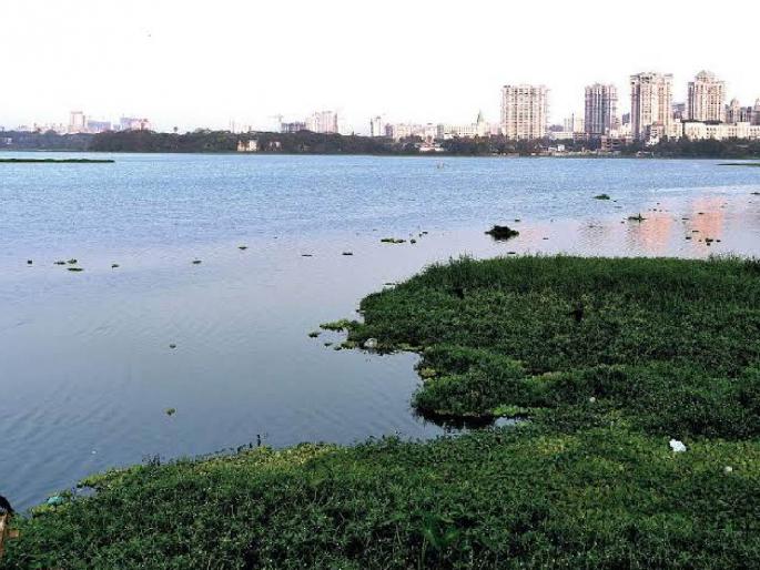5000 tons of water leaves from powai lake municipality's special campaign for conservation of biodiversity | ५ हजार टन जलपर्णी पवई तलावातून निघाली; जैवविविधतेच्या संरक्षणासाठी मनपाची विशेष मोहीम  5000 tons of water leaves from powai lake municipality's special campaign for conservation of biodiversity | ५ हजार टन जलपर्णी पवई तलावातून निघाली; जैवविविधतेच्या संरक्षणासाठी मनपाची विशेष मोहीम