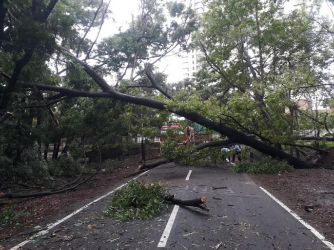 Tree falls Nine incidents in Pune city even moderate rains; Appeal to citizens to take care | पुणे शहरात मध्यम स्वरूपाच्या पावसातही झाडपडीच्या नऊ घटना; नागरिकांना काळजी घेण्याचे आवाहन Tree falls Nine incidents in Pune city even moderate rains; Appeal to citizens to take care | पुणे शहरात मध्यम स्वरूपाच्या पावसातही झाडपडीच्या नऊ घटना; नागरिकांना काळजी घेण्याचे आवाहन