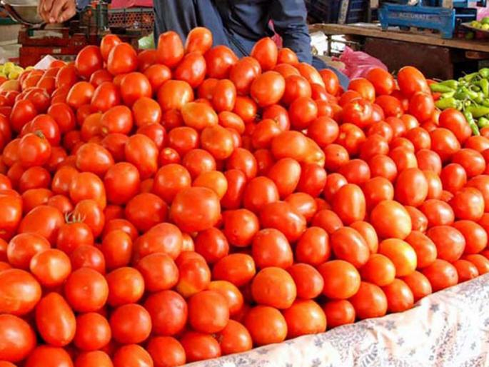 200 rupees per kg of tomato drop to 120 rupees, Rate fell as inflows increased | २०० रुपये किलो टोमॅटोची १२० रुपयांपर्यंत घसरण! 200 rupees per kg of tomato drop to 120 rupees, Rate fell as inflows increased | २०० रुपये किलो टोमॅटोची १२० रुपयांपर्यंत घसरण!