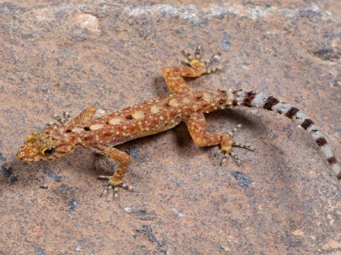 First time record of attractive Round Iris Pal in Kolhapur | कोल्हापुरात प्रथमच आकर्षक गोल बुबुळाच्या पालीची नोंद First time record of attractive Round Iris Pal in Kolhapur | कोल्हापुरात प्रथमच आकर्षक गोल बुबुळाच्या पालीची नोंद