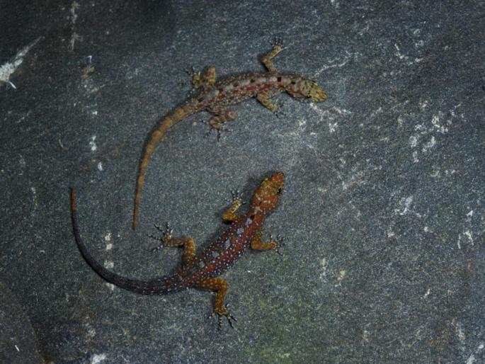 5 new species of lizards discovered by tejas thackeray ishan agarwal akshay khandekar also participated in the research | तेजस ठाकरेंनी शोधल्या पालींच्या पाच नव्या प्रजाती; संशोधनात ईशान आगरवाल, अक्षय खांडेकरही सहभागी 5 new species of lizards discovered by tejas thackeray ishan agarwal akshay khandekar also participated in the research | तेजस ठाकरेंनी शोधल्या पालींच्या पाच नव्या प्रजाती; संशोधनात ईशान आगरवाल, अक्षय खांडेकरही सहभागी
