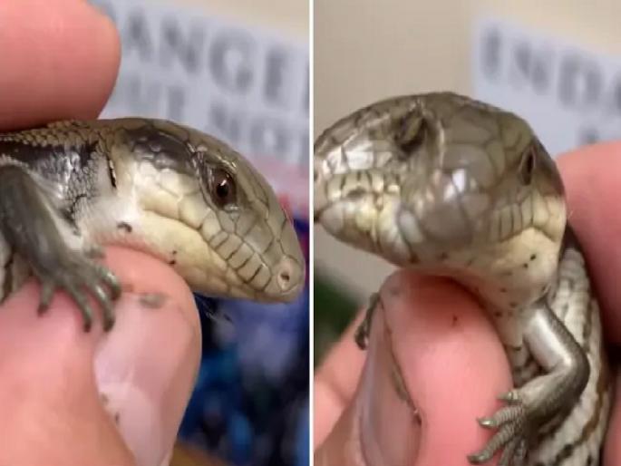 A rare two headed lizard found at the Australian Zoo, you will be amazed to see the VIDEO | ऑस्ट्रेलियाच्या प्राणीसंग्रहालयात आढळली दोन तोंडाची दुर्मिळ पाल, VIDEO पाहून चकीत व्हाल A rare two headed lizard found at the Australian Zoo, you will be amazed to see the VIDEO | ऑस्ट्रेलियाच्या प्राणीसंग्रहालयात आढळली दोन तोंडाची दुर्मिळ पाल, VIDEO पाहून चकीत व्हाल