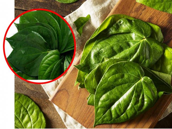 Betel leaves use as home remedy for beauty problems.. 5 ways of getting benefits of betel leaves for beauty. | कळीदार कपूरी पान.. विड्याचे पान खुलवेल चेहऱ्याचे सौंदर्य, 5 प्रकारे लावा 'पान पॅक'- त्वचा नितळ