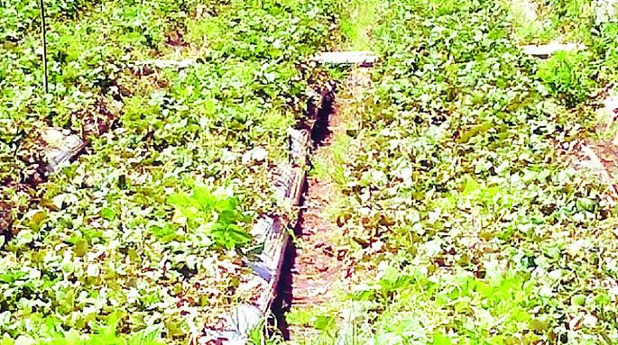 Delay in getting strawberry seedlings due to corona | कोरोनामुळे स्ट्रॉबेरी रोपे मिळण्यास विलंब Delay in getting strawberry seedlings due to corona | कोरोनामुळे स्ट्रॉबेरी रोपे मिळण्यास विलंब
