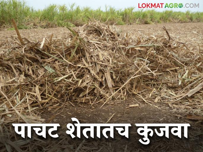 Kolhapuri pattern of sugarcane trash management; 286 agricultural assistant visit on farmers field | उसाचे पाचट कुजविण्याचा कोल्हापुरी पॅटर्न; २८६ कृषी सहायक शेतकऱ्यांच्या बांधावर Kolhapuri pattern of sugarcane trash management; 286 agricultural assistant visit on farmers field | उसाचे पाचट कुजविण्याचा कोल्हापुरी पॅटर्न; २८६ कृषी सहायक शेतकऱ्यांच्या बांधावर