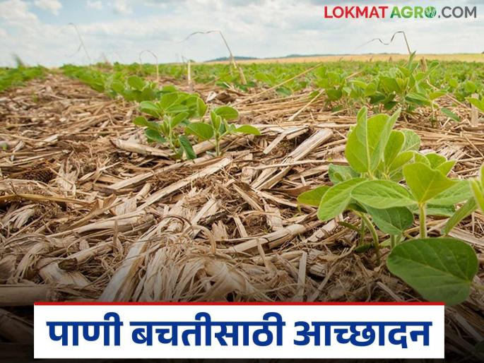 Latest News Agriculture News Mulch to retain available moisture in soil for longer | Agriculture News : जमीन ओलावा राहील, पाणी बचतही होईल, असे करा कमी खर्चात आच्छादन