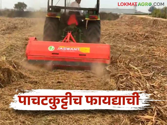 After cutting the sugarcane, do this management of trash; Costing on chemical fertilizers will be reduced | ऊस तोडल्यानंतर पाचटीचे असे करा व्यवस्थापन; रासायनिक खतांवरील खर्च होईल कमी