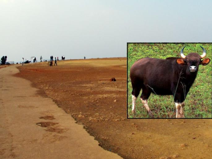 A citizen who went for a morning walk in the table land area of Panchgani was attacked by a gaur and seriously injured | Satara: पाचगणीतील टेबल लँड परिसरात गव्याचा वावर, फिरायला गेलेल्यावर नागरिकावर केला हल्ला A citizen who went for a morning walk in the table land area of Panchgani was attacked by a gaur and seriously injured | Satara: पाचगणीतील टेबल लँड परिसरात गव्याचा वावर, फिरायला गेलेल्यावर नागरिकावर केला हल्ला