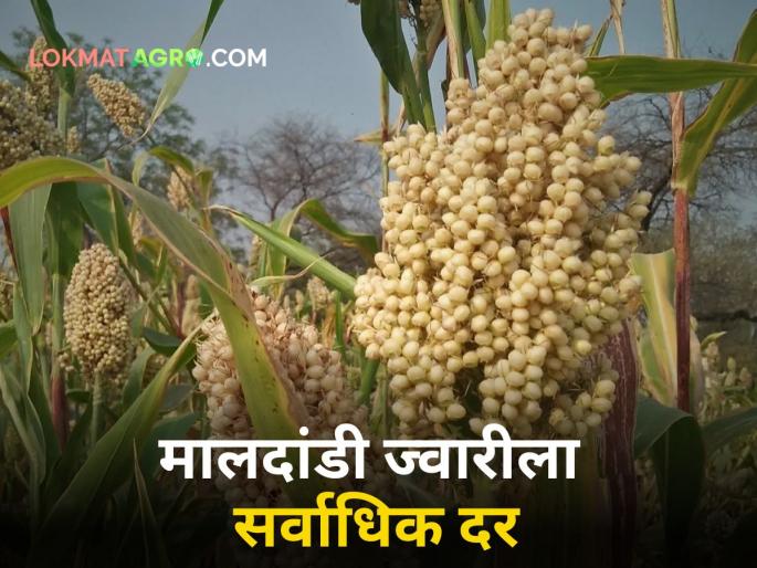 Jwari Bajarbhav: What is the price of hybrid, white, Shalu, Maldandi jowar in the state? | Jwari Bajarbhav : आज 'या' बाजार समितीत मिळाला मालदांडी ज्वारीला सर्वांत जास्त दर Jwari Bajarbhav: What is the price of hybrid, white, Shalu, Maldandi jowar in the state? | Jwari Bajarbhav : आज 'या' बाजार समितीत मिळाला मालदांडी ज्वारीला सर्वांत जास्त दर