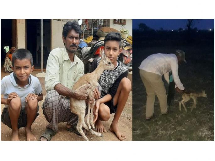 a farmer rescued a deer fawn from dog attack, forest department release him to forest | अखेर ताटातूट संपली, हरिणी आली अन् पाडसाला घेऊन गेली..! a farmer rescued a deer fawn from dog attack, forest department release him to forest | अखेर ताटातूट संपली, हरिणी आली अन् पाडसाला घेऊन गेली..!