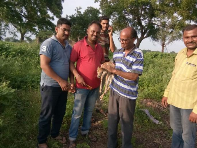 A deer kid lying in a dry well; forest men save life | कोरड्या विहिरीत पडलेल्या हरणाच्या पाडसाला जीवदान