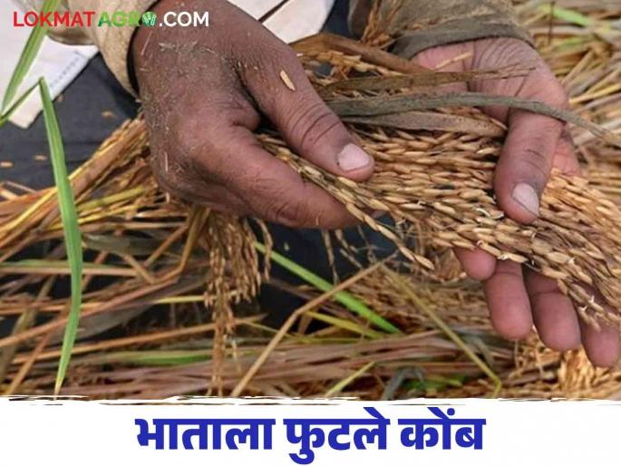 paddy fields crop damage by water due to return rains season postponed | परतीच्या पावसामुळे दाणादाण भातशेती पाण्यात; सुगी लांबणीवर paddy fields crop damage by water due to return rains season postponed | परतीच्या पावसामुळे दाणादाण भातशेती पाण्यात; सुगी लांबणीवर