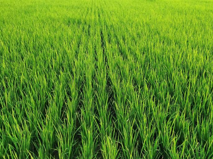 Paddy crop in crisis due to lack of rain | पावसाअभावी भातपीक संकटात Paddy crop in crisis due to lack of rain | पावसाअभावी भातपीक संकटात