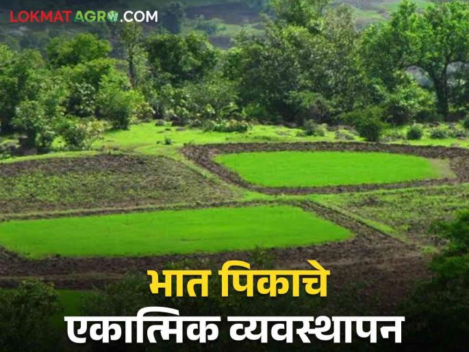 Latest News Integrated management of rice crop from sowing to cultivation see details | Paddy Cultivation : पेरणीपासून ते लागवडीपर्यंत, भात पिकाचे व्यवस्थापन कसे कराल? वाचा सविस्तर  Latest News Integrated management of rice crop from sowing to cultivation see details | Paddy Cultivation : पेरणीपासून ते लागवडीपर्यंत, भात पिकाचे व्यवस्थापन कसे कराल? वाचा सविस्तर