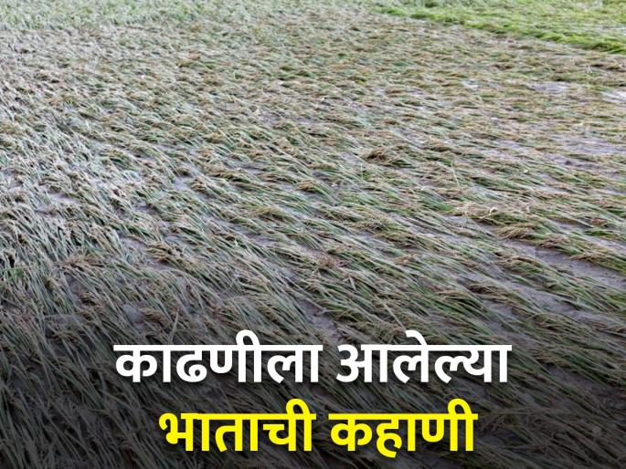 Rice crop damaged farmers must get compensation! | भातपीक नुकसानग्रस्तांना भरपाई मिळायलाच हवी! Rice crop damaged farmers must get compensation! | भातपीक नुकसानग्रस्तांना भरपाई मिळायलाच हवी!