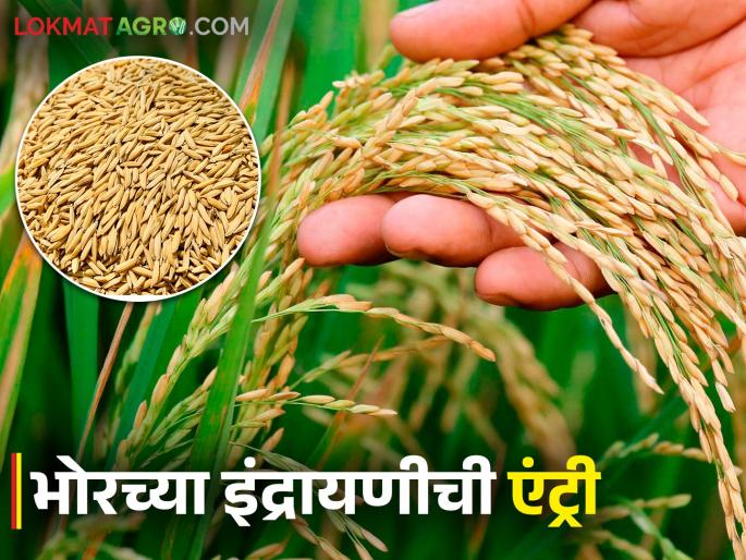 Indrayani Tandul Bajar Bhav : Indrayani rice fetches the highest price in the bhor area | Indrayani Tandul Bajar Bhav : भाताचे आगार भोरमध्ये इंद्रायणी तांदळाला मिळतोय सर्वाधिक दर Indrayani Tandul Bajar Bhav : Indrayani rice fetches the highest price in the bhor area | Indrayani Tandul Bajar Bhav : भाताचे आगार भोरमध्ये इंद्रायणी तांदळाला मिळतोय सर्वाधिक दर