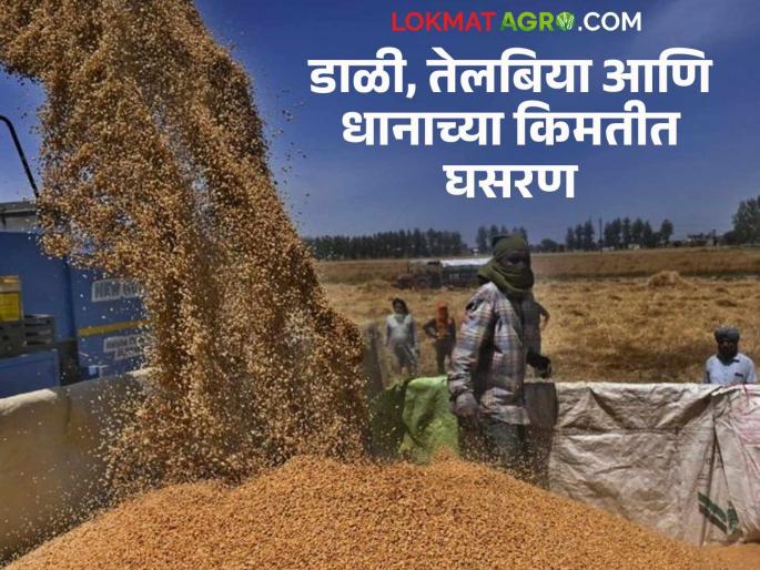 Latest News Prices of pulses, oilseeds and paddy are lower than msp, read in detail | Oilseed, Paddy Market : डाळी, तेलबिया आणि धानाच्या किंमती हमीभावापेक्षाही कमी, वाचा सविस्तर  Latest News Prices of pulses, oilseeds and paddy are lower than msp, read in detail | Oilseed, Paddy Market : डाळी, तेलबिया आणि धानाच्या किंमती हमीभावापेक्षाही कमी, वाचा सविस्तर