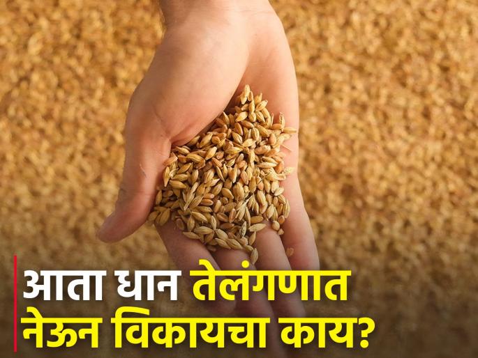 Rates lower than 'MSP' in Maharashtra; Government paddy purchase center is not open | महाराष्ट्रात 'एमएसपी'पेक्षा कमी दर; शासकीय धान खरेदी केंद्र सुरू हाेईना Rates lower than 'MSP' in Maharashtra; Government paddy purchase center is not open | महाराष्ट्रात 'एमएसपी'पेक्षा कमी दर; शासकीय धान खरेदी केंद्र सुरू हाेईना