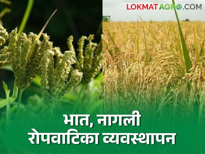 Latest News Paddy Cultivation How to sow the seeds of Paddy, Nagli, Varai in nursery | Paddy Cultivation : भात, नागली, वरई रोपवाटिकेत बियाण्याची पेरणी कशी कराल? वाचा सविस्तर Latest News Paddy Cultivation How to sow the seeds of Paddy, Nagli, Varai in nursery | Paddy Cultivation : भात, नागली, वरई रोपवाटिकेत बियाण्याची पेरणी कशी कराल? वाचा सविस्तर