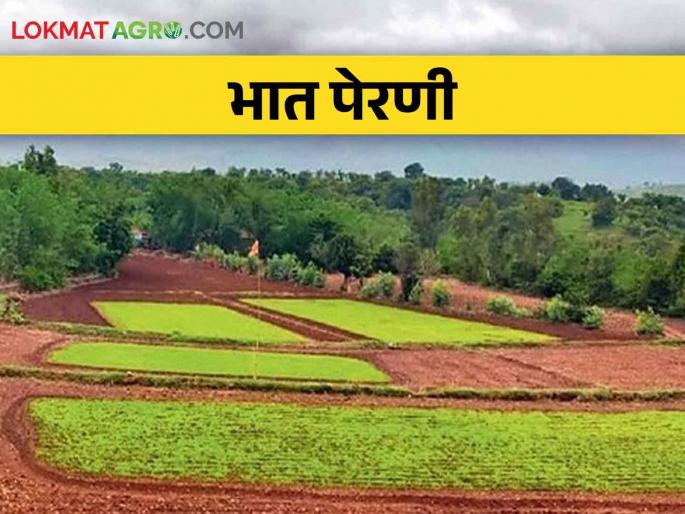 Early Paddy sowing, highest demand for Indrayani variety | धूळवाफेवर भातपेरणी, इंद्रायणी वाणाला सर्वाधिक मागणी