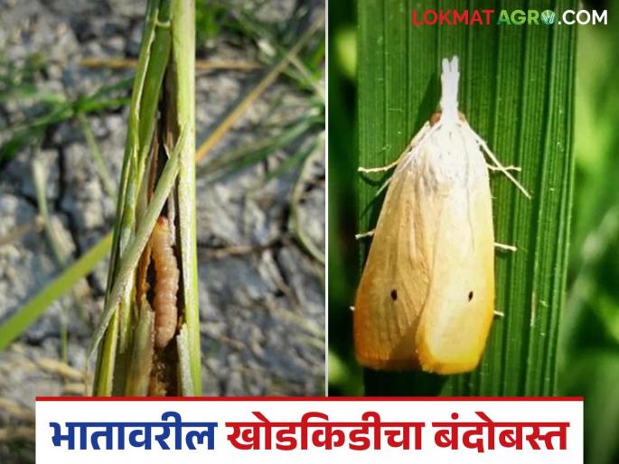 Bhat Khod Kid : Summer rice fields are showing signs of stem borer pests; try this simple biological solution | Bhat Khod Kid : उन्हाळी भातशेतीवर दिसतोय खोडकिडा; करा हे सोपे जैविक उपाय Bhat Khod Kid : Summer rice fields are showing signs of stem borer pests; try this simple biological solution | Bhat Khod Kid : उन्हाळी भातशेतीवर दिसतोय खोडकिडा; करा हे सोपे जैविक उपाय