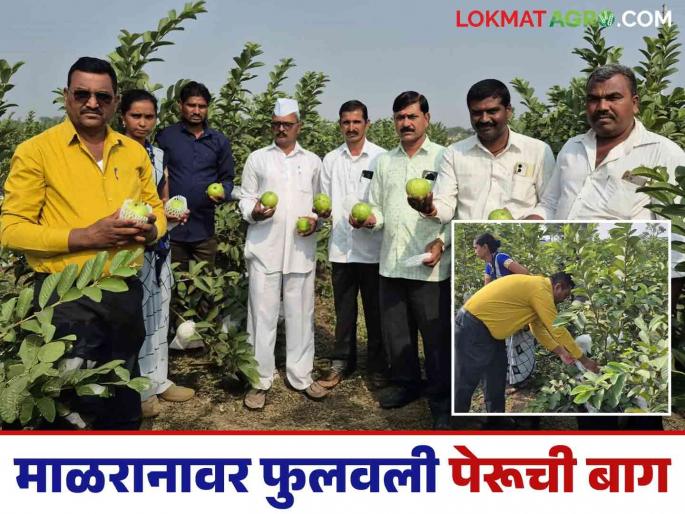 Latest News Peru Success Story Taiwan's Peru farming on rocky land successful farming after job | Peru Success Story : खडकाळ माळरानावर फुलवली तैवान पेरूंची बाग, नोकरीनंतर शेतीचा यशस्वी प्रयोग  Latest News Peru Success Story Taiwan's Peru farming on rocky land successful farming after job | Peru Success Story : खडकाळ माळरानावर फुलवली तैवान पेरूंची बाग, नोकरीनंतर शेतीचा यशस्वी प्रयोग
