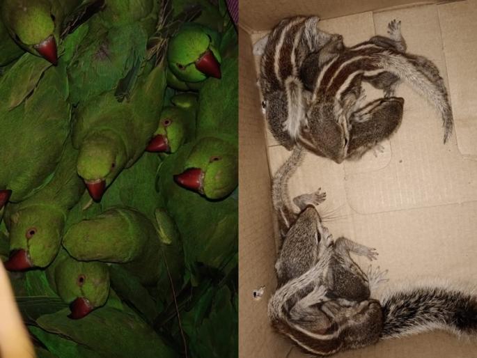 Wildlife smuggler arrested in Thane; Kharutai seized with 49 parrots | ठाण्यात वन्यपक्षी-प्राण्यांची तस्करी करणाऱ्यास अटक; ४९ पोपटांसह खारूताई जप्त Wildlife smuggler arrested in Thane; Kharutai seized with 49 parrots | ठाण्यात वन्यपक्षी-प्राण्यांची तस्करी करणाऱ्यास अटक; ४९ पोपटांसह खारूताई जप्त