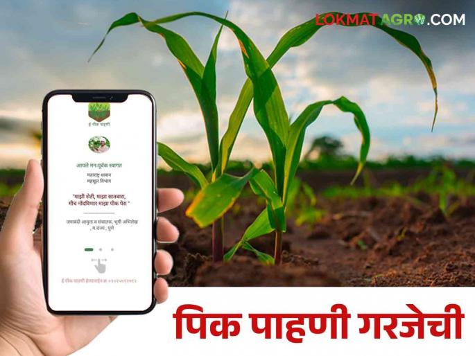 If you want crop insurance, compensation, register the crop survey e pik pahani | E-Pik Pahani: विमा, नुकसान भरपाई हवी तर करा पीक पेरा नोंदणी If you want crop insurance, compensation, register the crop survey e pik pahani | E-Pik Pahani: विमा, नुकसान भरपाई हवी तर करा पीक पेरा नोंदणी