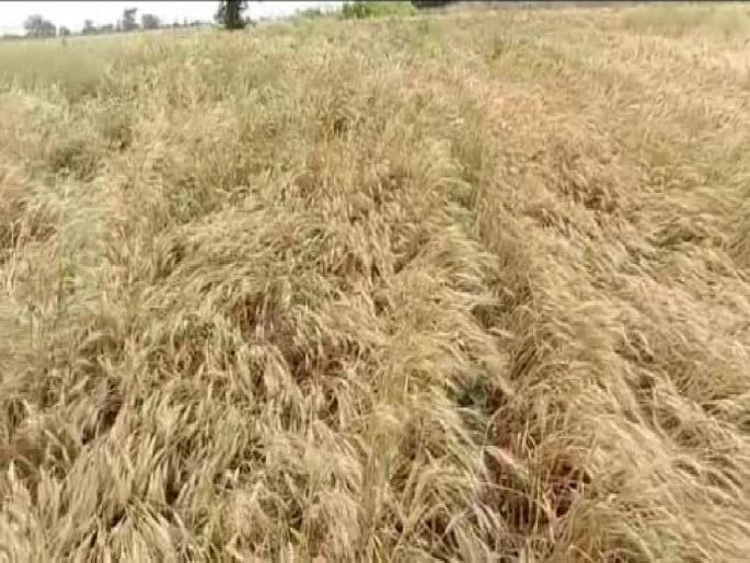 23 houses hit by bad weather; Three animals died | अवकाळीचा २३ घरांना फटका; तीन जनावरांचा मृत्यू 23 houses hit by bad weather; Three animals died | अवकाळीचा २३ घरांना फटका; तीन जनावरांचा मृत्यू