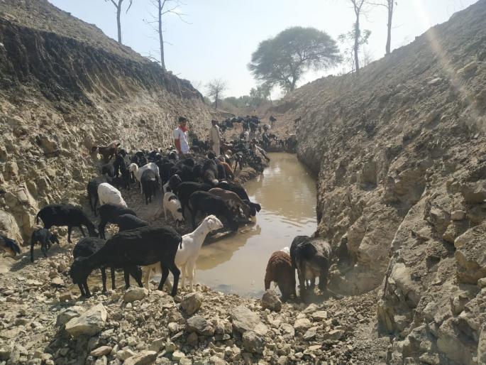 Water source found in Painganga river bed | दुष्काळात फुटला पैनगंगा नदीपात्राला पाझर! Water source found in Painganga river bed | दुष्काळात फुटला पैनगंगा नदीपात्राला पाझर!