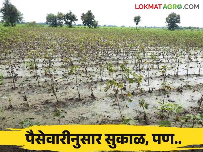 Latest news Agriculture News Seasonal Revised Cash Sort of Kharif Crops Announced read in detail  | Agriculture News : खरीप हंगामी पैसेवारी जाहीर, शासन म्हणतंय सुकाळ, तर.... वाचा सविस्तर  Latest news Agriculture News Seasonal Revised Cash Sort of Kharif Crops Announced read in detail  | Agriculture News : खरीप हंगामी पैसेवारी जाहीर, शासन म्हणतंय सुकाळ, तर.... वाचा सविस्तर
