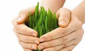 Crop guising dangerous for the farmers | नजरअंदाज पैसेवारी शेतकऱ्यांसाठी ठरणार घातक Crop guising dangerous for the farmers | नजरअंदाज पैसेवारी शेतकऱ्यांसाठी ठरणार घातक