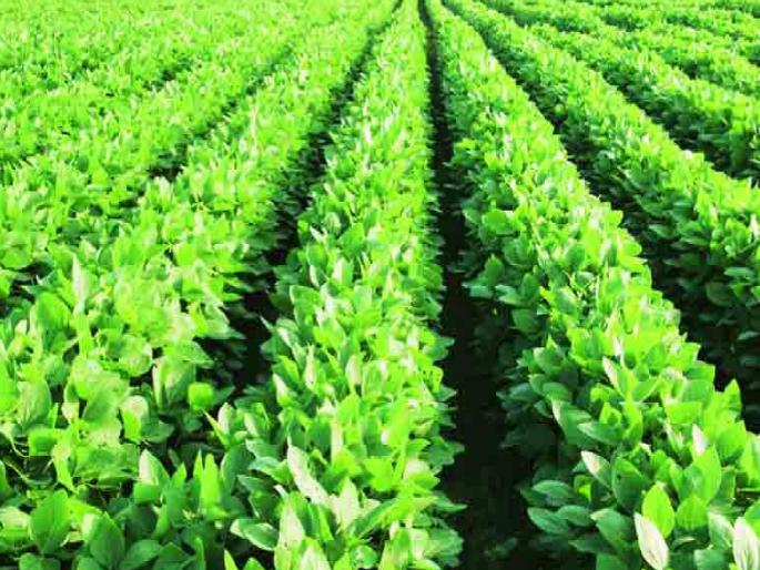 The neglect of 633 villages in Sangli district is at 50 paise per paise, the crop situation is satisfactory. | सांगली जिल्ह्यात नजरअंदाज पैसेवारी जाहीर; पीकस्थिती कशी, का करतात पैसेवारी, शेतकऱ्यांना काय फायदा.. वाचा