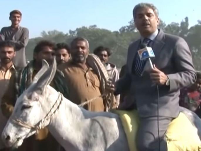 Pakistani news reporter falls from donkey while reporting about increasing number of donkeys | VIDEO: चांद नवाबचा भाऊ आला रे! पाकिस्तानी पत्रकाराचं चक्क गाढवावर बसून रिपोर्टिंग Pakistani news reporter falls from donkey while reporting about increasing number of donkeys | VIDEO: चांद नवाबचा भाऊ आला रे! पाकिस्तानी पत्रकाराचं चक्क गाढवावर बसून रिपोर्टिंग