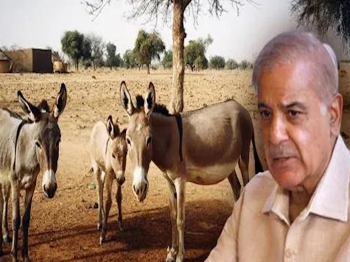 pakistan supply donkey and dog to china for meat and medicine pak economy pm sharif | आता गाढव आणि कुत्रे वाचवणार पाकिस्तानची अर्थव्यवस्था, चीनला पुरवणार प्राणी pakistan supply donkey and dog to china for meat and medicine pak economy pm sharif | आता गाढव आणि कुत्रे वाचवणार पाकिस्तानची अर्थव्यवस्था, चीनला पुरवणार प्राणी