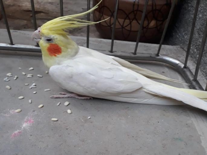 Rescue foreign bird who injured in attack crow | कावळ्यांच्या हल्ल्यात भेदरलेल्या विदेशी पाहुण्या पक्षाची सुखरूप सुटका.. Rescue foreign bird who injured in attack crow | कावळ्यांच्या हल्ल्यात भेदरलेल्या विदेशी पाहुण्या पक्षाची सुखरूप सुटका..