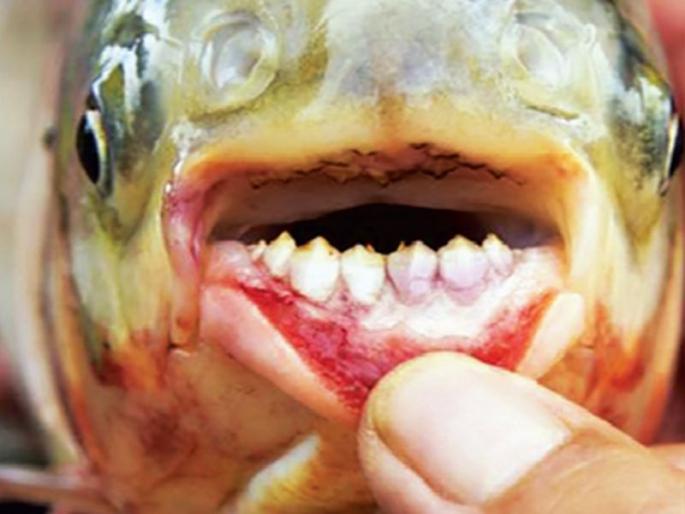 'Paku' is vegetarian, Various claims fall due to research in dr Ambedkar Marathwada University | भारतात हिंस्र ‘पिराना’ नव्हे, शाकाहारी ‘पाकू’; डॉ. आंबेडकर मराठवाडा विद्यापीठातील संशोधनामुळे विविध दावे फोल 'Paku' is vegetarian, Various claims fall due to research in dr Ambedkar Marathwada University | भारतात हिंस्र ‘पिराना’ नव्हे, शाकाहारी ‘पाकू’; डॉ. आंबेडकर मराठवाडा विद्यापीठातील संशोधनामुळे विविध दावे फोल