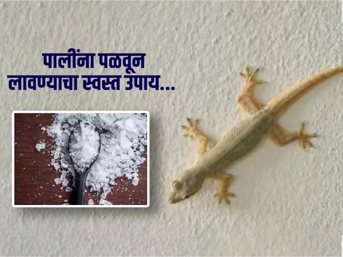 2 useful tricks for get rid of lizards from home | 2 रूपयांची पावडर घरातून पळवून लावेल सगळ्या पाली, पुन्हा घाबरण्याची येणार नाही वेळ