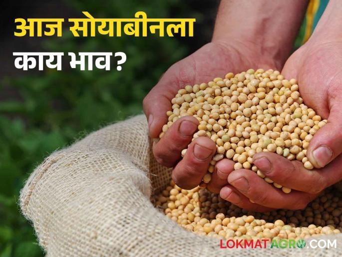 Latest News Today soyabean bajarbhav In market yard check here market price | Soyabean Bajarbhav : केवळ 'या' बाजार समितीत सोयाबीनला हमीभाव, वाचा आजचे बाजारभाव Latest News Today soyabean bajarbhav In market yard check here market price | Soyabean Bajarbhav : केवळ 'या' बाजार समितीत सोयाबीनला हमीभाव, वाचा आजचे बाजारभाव
