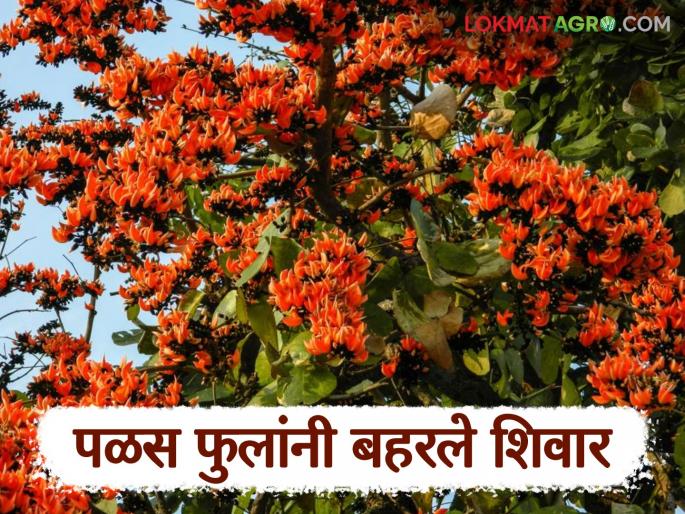 Palash Flower: latest news As soon as spring arrives, the fields were filled with palash flower. | Palas Flowers: वसंत ऋतूची चाहूल लागतच पळस फुलांनी शेतशिवार फुलले Palash Flower: latest news As soon as spring arrives, the fields were filled with palash flower. | Palas Flowers: वसंत ऋतूची चाहूल लागतच पळस फुलांनी शेतशिवार फुलले