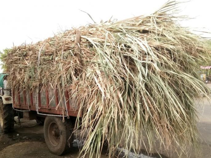  Fodder scarcity before farmers | शेतकऱ्यांसमोर चाराटंचाईचे संकट