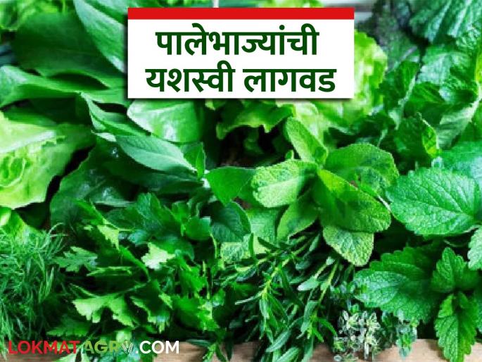 latest news Vakte realized the dream of greenery through water conservation. Read in detail | जलसंधारणाच्या माध्यमातून हिरवाईचे स्वप्न वक्टे यांनी साकारले वाचा सविस्तर