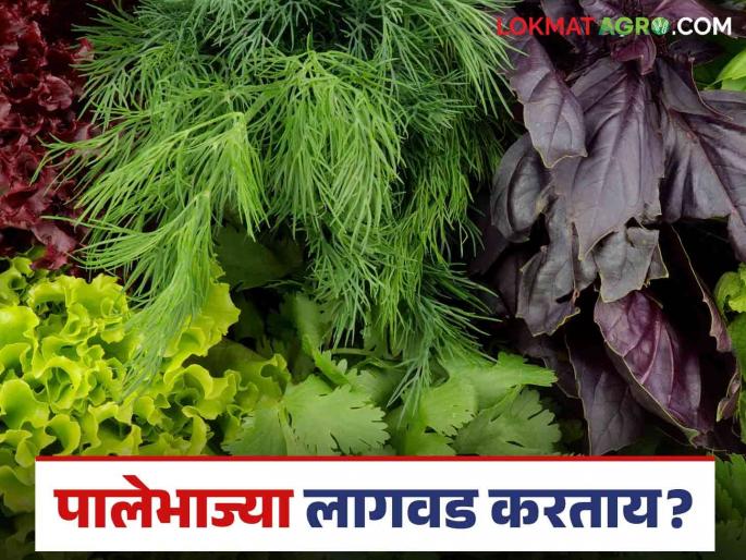 How do you choose leafy vegetables that will yield the most profit in the shortest period of time? | कमी कालावधीतील जास्त नफा मिळवून देणाऱ्या पालेभाज्यांची कशी कराल निवड? How do you choose leafy vegetables that will yield the most profit in the shortest period of time? | कमी कालावधीतील जास्त नफा मिळवून देणाऱ्या पालेभाज्यांची कशी कराल निवड?