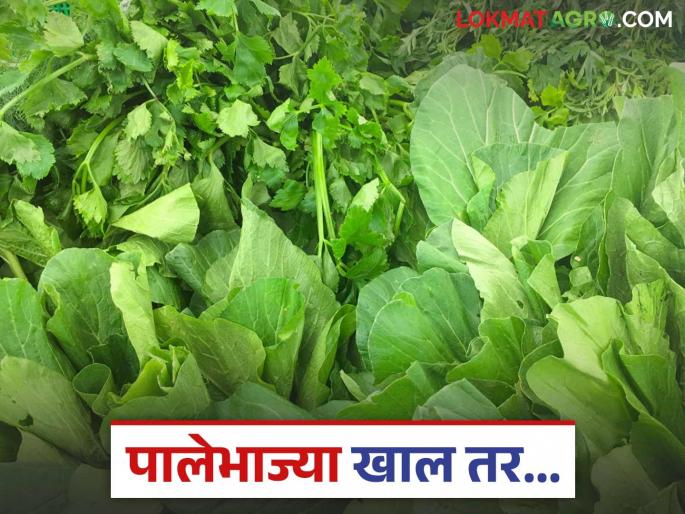 Are eating green leafy vegetables really good for health? Read in detail | हिरव्या पालेभाज्या खाणे खरोखरच आरोग्यासाठी फायदेशीर आहे का? वाचा सविस्तर Are eating green leafy vegetables really good for health? Read in detail | हिरव्या पालेभाज्या खाणे खरोखरच आरोग्यासाठी फायदेशीर आहे का? वाचा सविस्तर