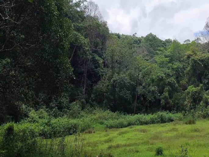 Palghar hunter shot his companion mistaking him for wild boar 6 people taken into custody after his death | रानडुक्कर समजून साथीदारांना घातल्या गोळ्या; पालघरमध्ये गावकऱ्यांनी जंगलात लपवला मृतदेह