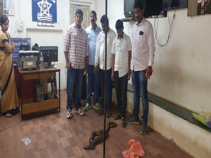 Smugglers of 1.50 crore rare snakes; One person arrested with BJP workers | दीड कोटीच्या दुर्मिळ सापांची तस्करी; भाजपाच्या कार्यकर्त्यासह एकास अटक  Smugglers of 1.50 crore rare snakes; One person arrested with BJP workers | दीड कोटीच्या दुर्मिळ सापांची तस्करी; भाजपाच्या कार्यकर्त्यासह एकास अटक