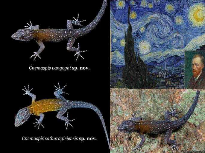 A new species of Pali discovered in Tamil Nadu is named after painter Van Gogh | तामिळनाडूत शोधलेल्या पालीच्या नव्या प्रजातीला चित्रकार वॅन गॉग यांचे नाव A new species of Pali discovered in Tamil Nadu is named after painter Van Gogh | तामिळनाडूत शोधलेल्या पालीच्या नव्या प्रजातीला चित्रकार वॅन गॉग यांचे नाव