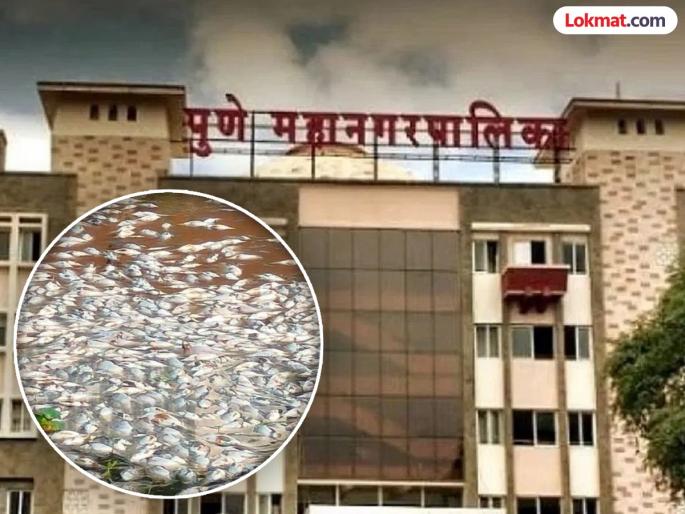Notice to Pune Municipal Corporation in water pollution case | जलप्रदूषण प्रकरणी पुणे महापालिकेला नोटीस Notice to Pune Municipal Corporation in water pollution case | जलप्रदूषण प्रकरणी पुणे महापालिकेला नोटीस
