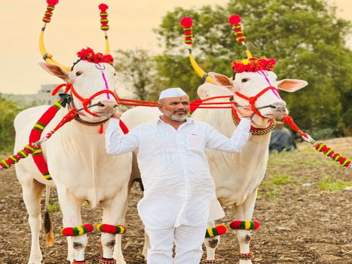 The palanquin chariot of the Tukobas was held by the bullock pair of Raja and Sonya | Ashadhi Wari: तुकोबांच्या पालखी रथाचा मान राजा व सोन्या यांच्या बैलजोडीला The palanquin chariot of the Tukobas was held by the bullock pair of Raja and Sonya | Ashadhi Wari: तुकोबांच्या पालखी रथाचा मान राजा व सोन्या यांच्या बैलजोडीला